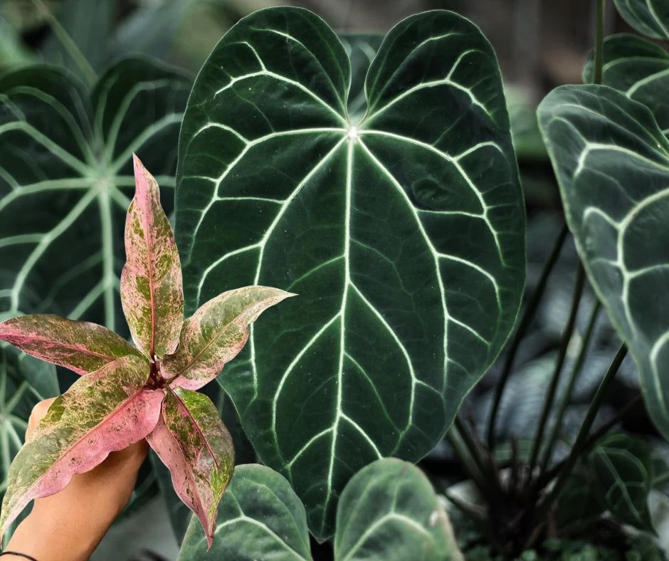 Anthurium – Plants by Victoria Crystal