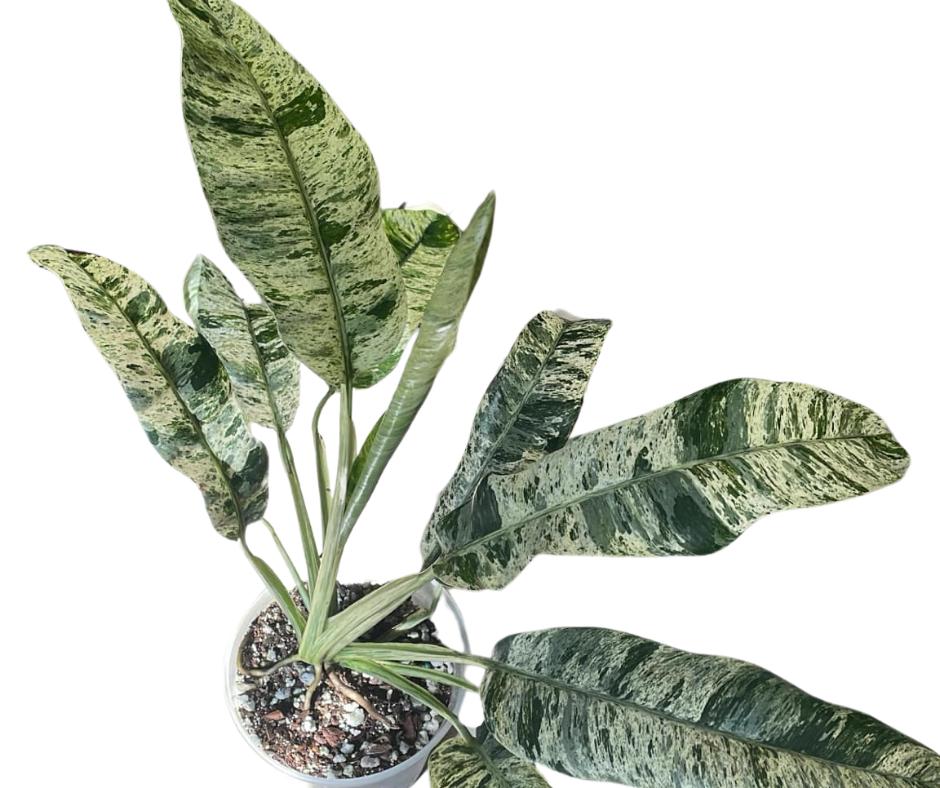 Epipremnum  Plants by Victoria Crystal