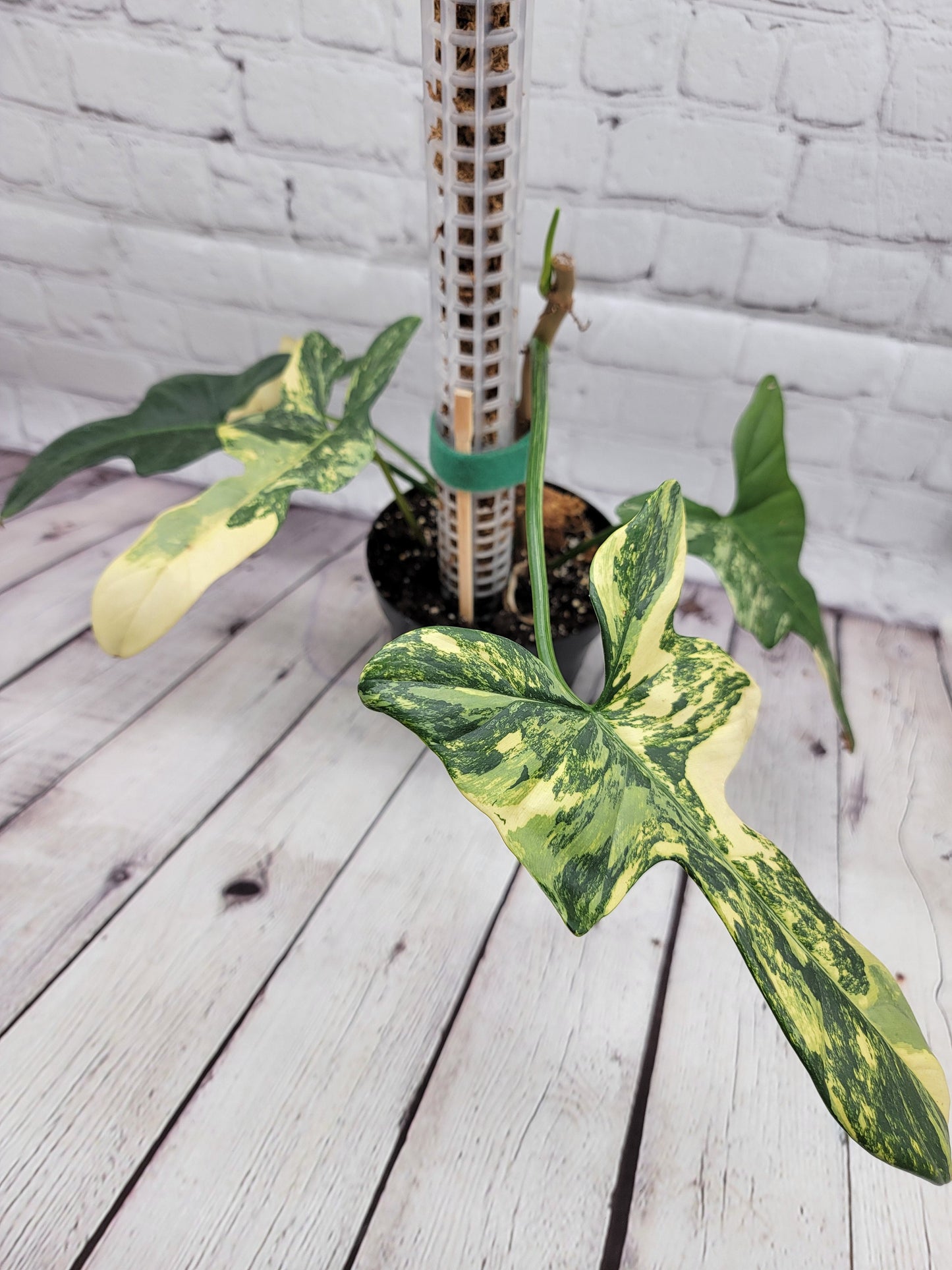 Variegated Philodendron Bipennifolium