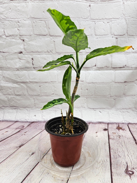 Aglaonema Pictum Tricolor