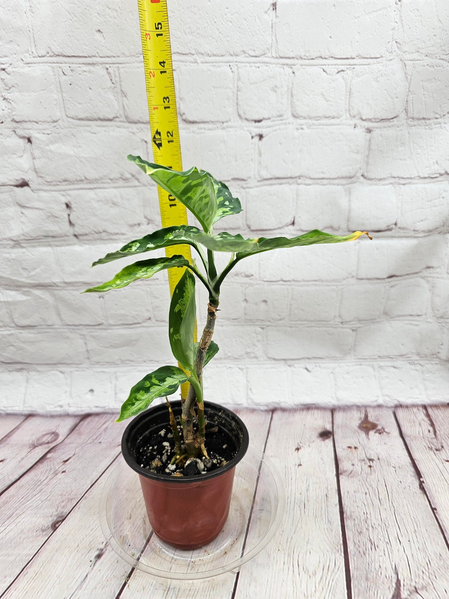 Aglaonema Pictum Tricolor