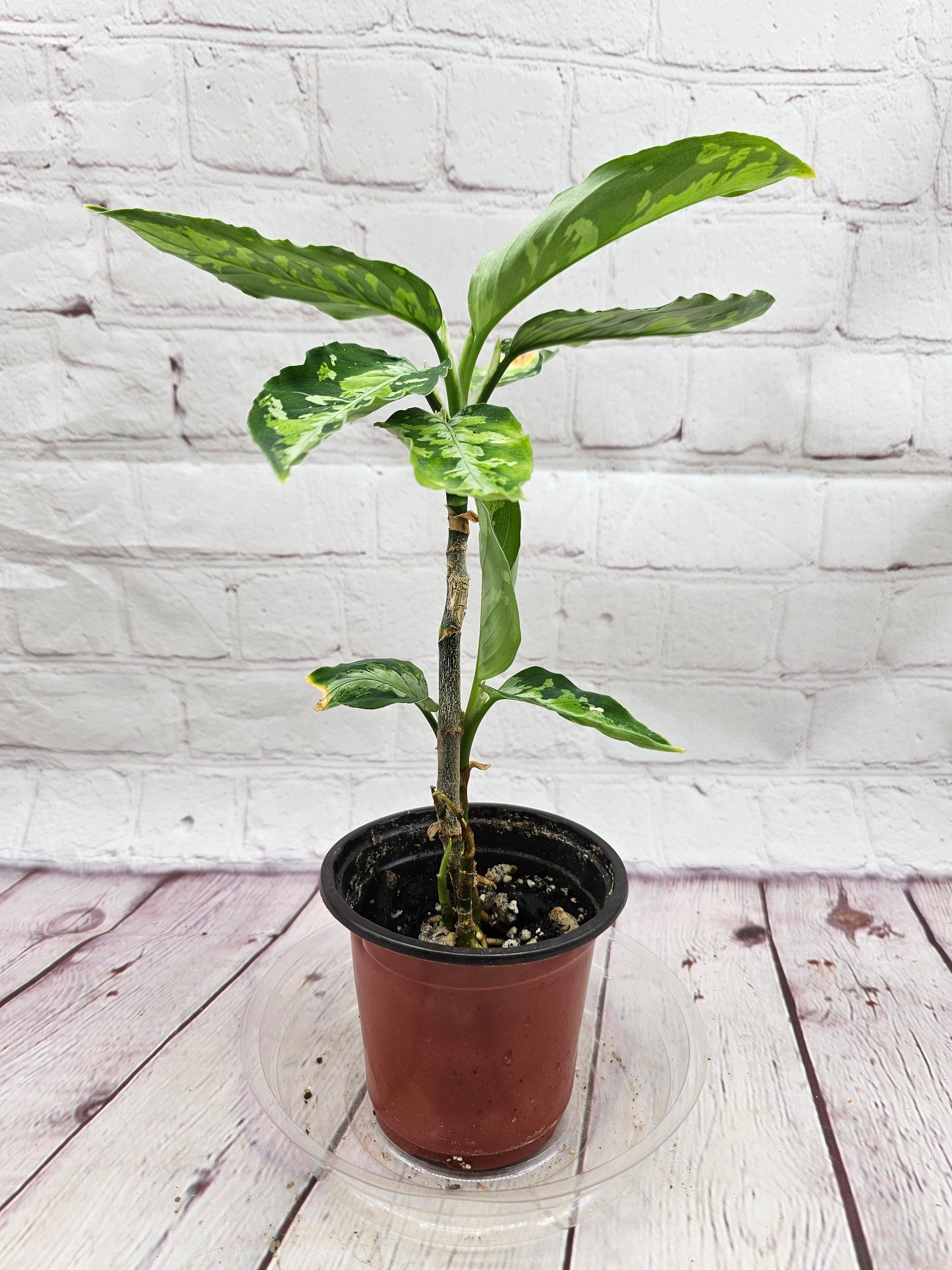 Aglaonema Pictum Tricolor