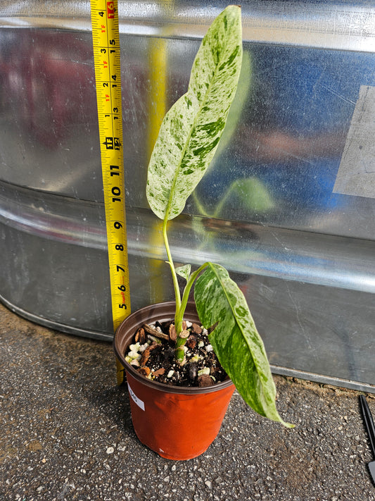 Epipremnum Giganteum Tricolor