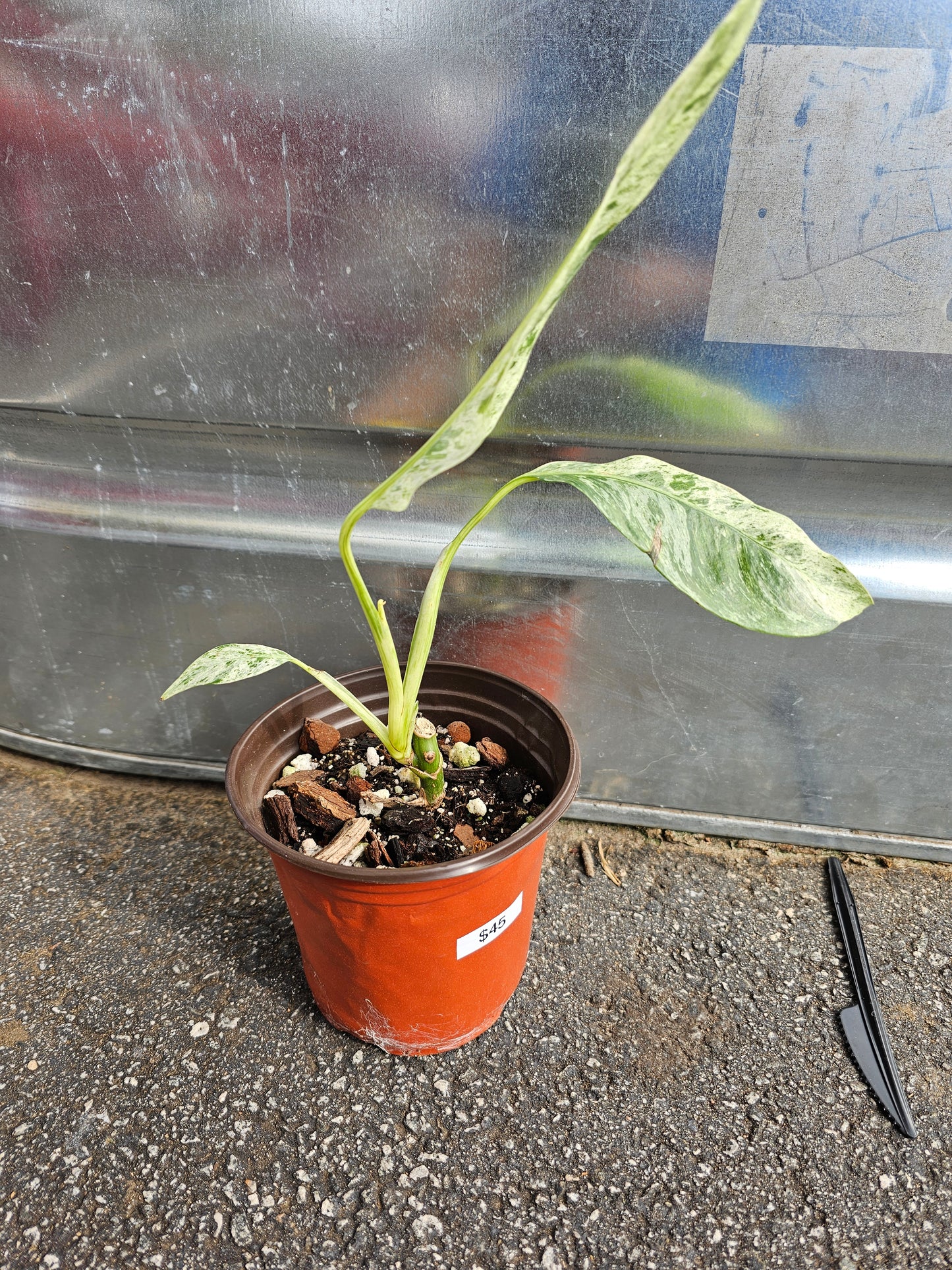 Epipremnum Giganteum Tricolor