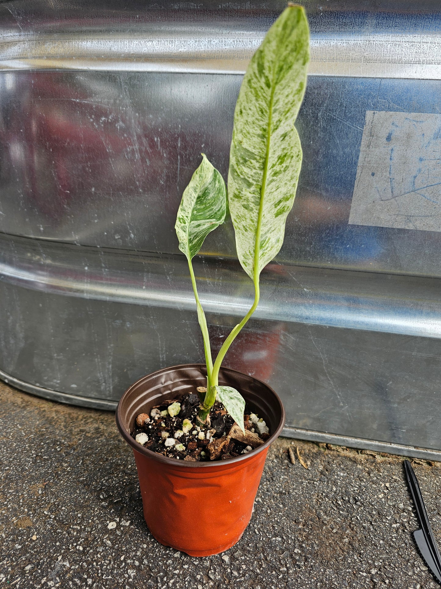 Epipremnum Giganteum Tricolor