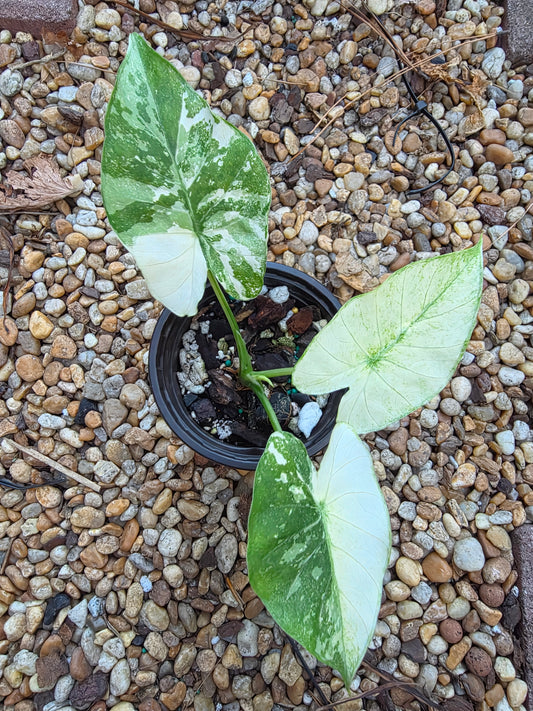 Alocasia Okinawa Silver