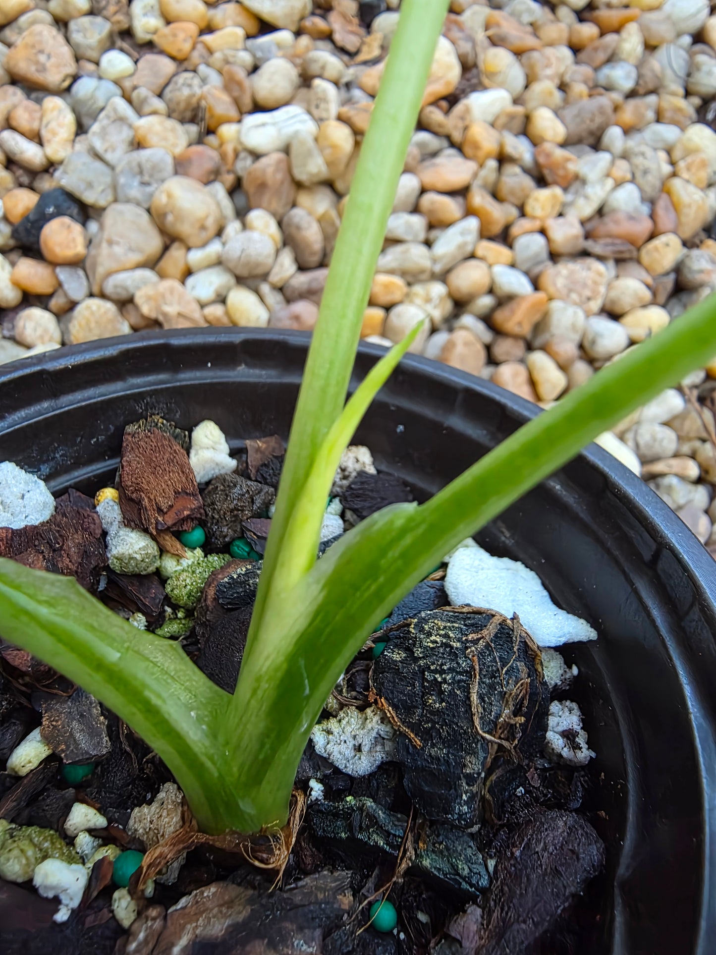 Alocasia Okinawa Silver