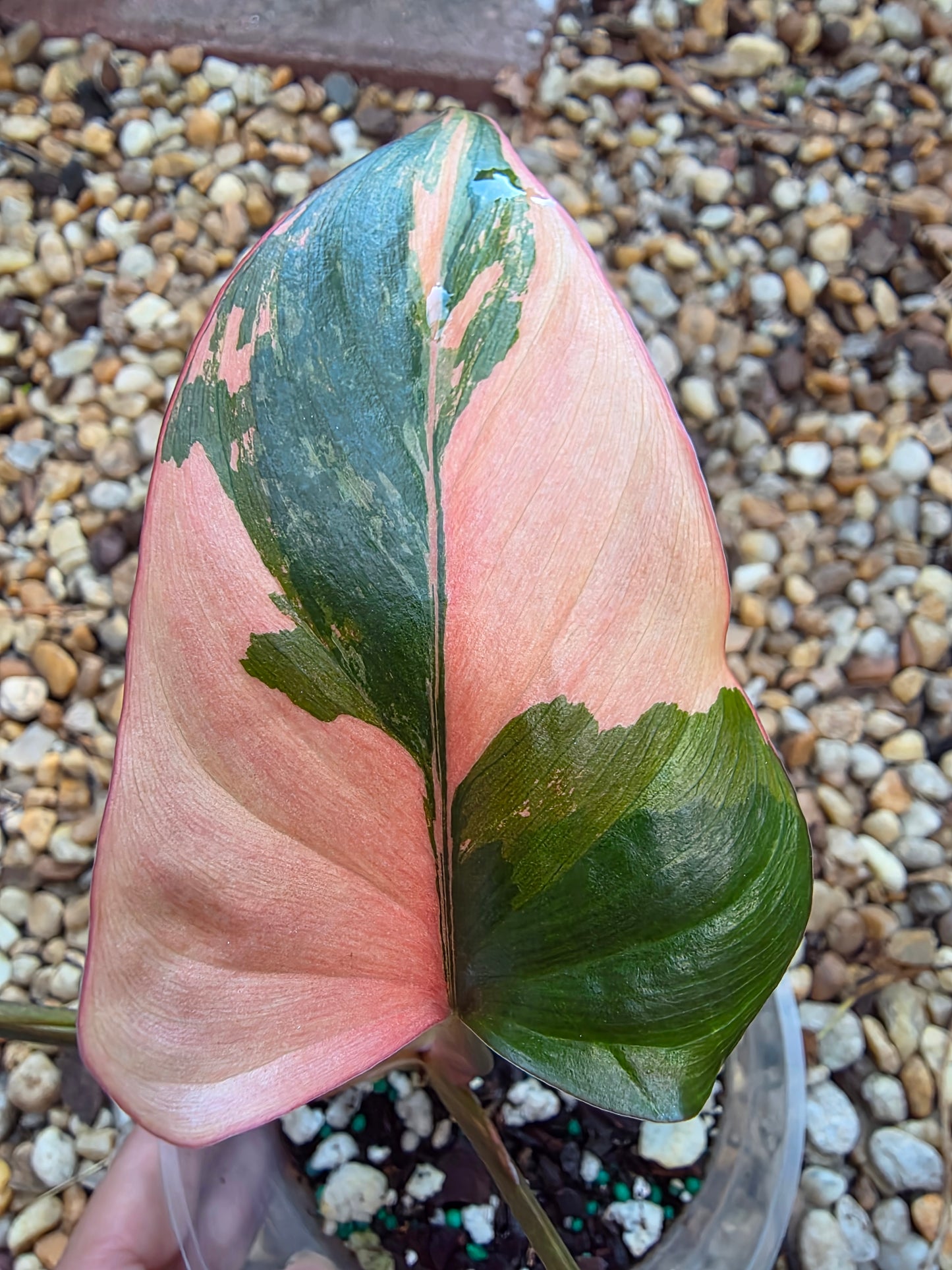 Homalomena Pink Diamond