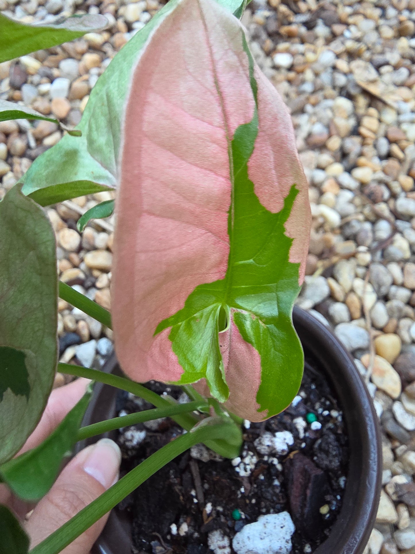 Syngonium Pink Lava