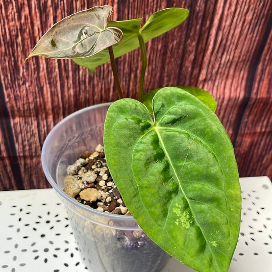 Anthurium papillilaminum #3