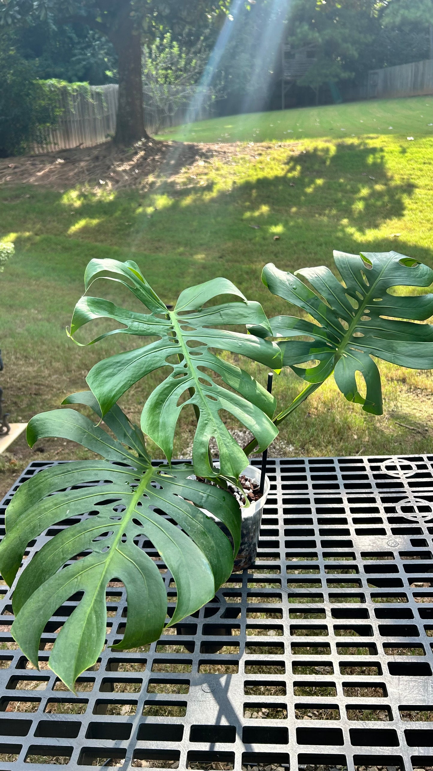 Monstera Compacta