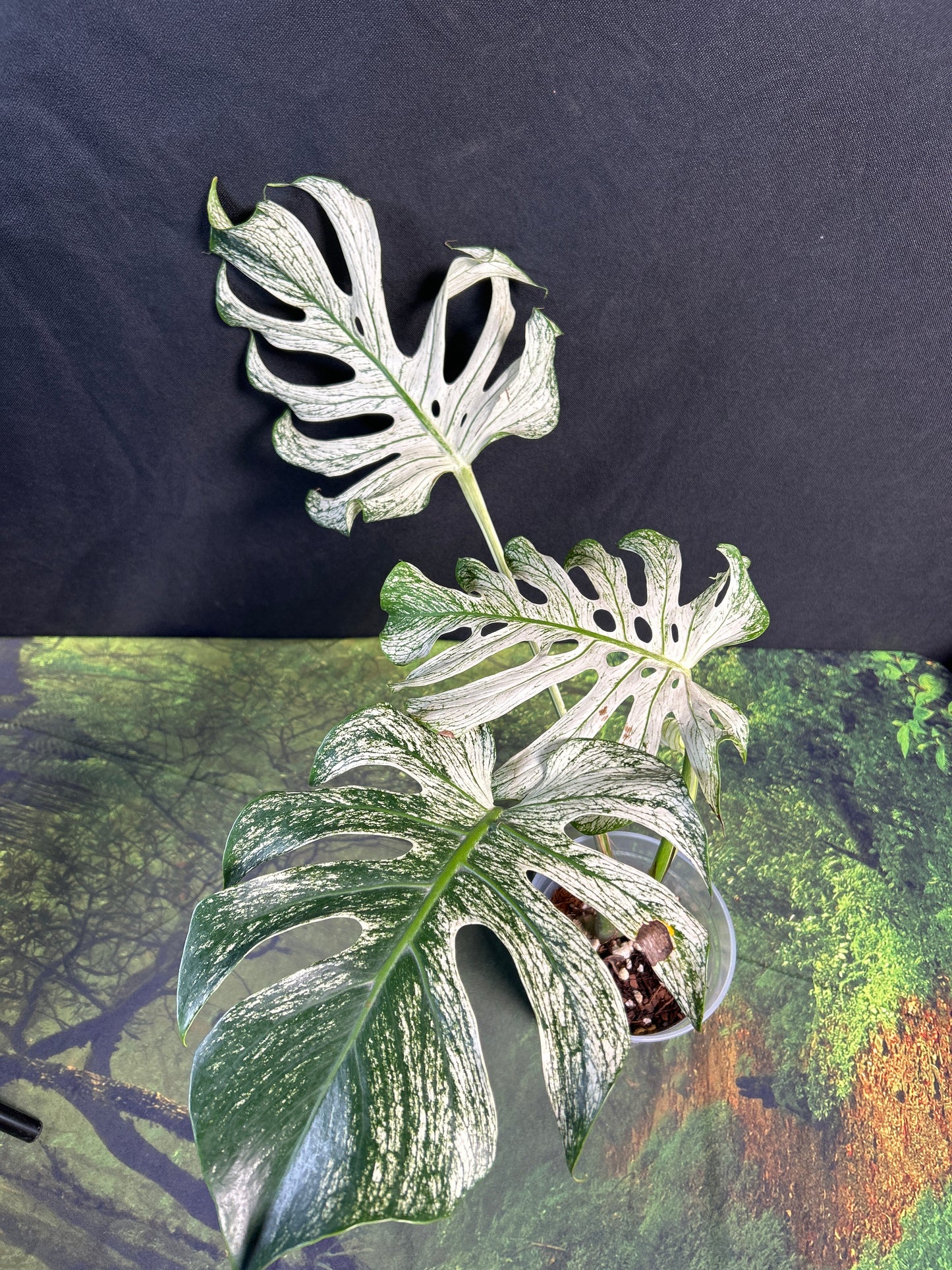 4-Leaf Monstera Devil Monster