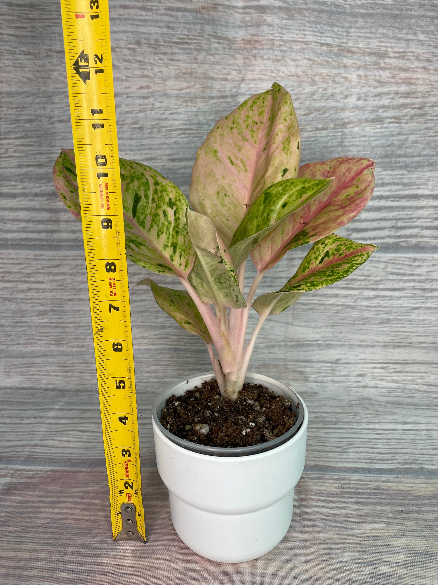 Aglaonema Anyamanee Gold Bracelet #2 (from Thailand)