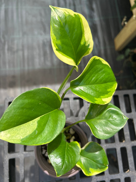 Epipremnum Manjula Poonsin