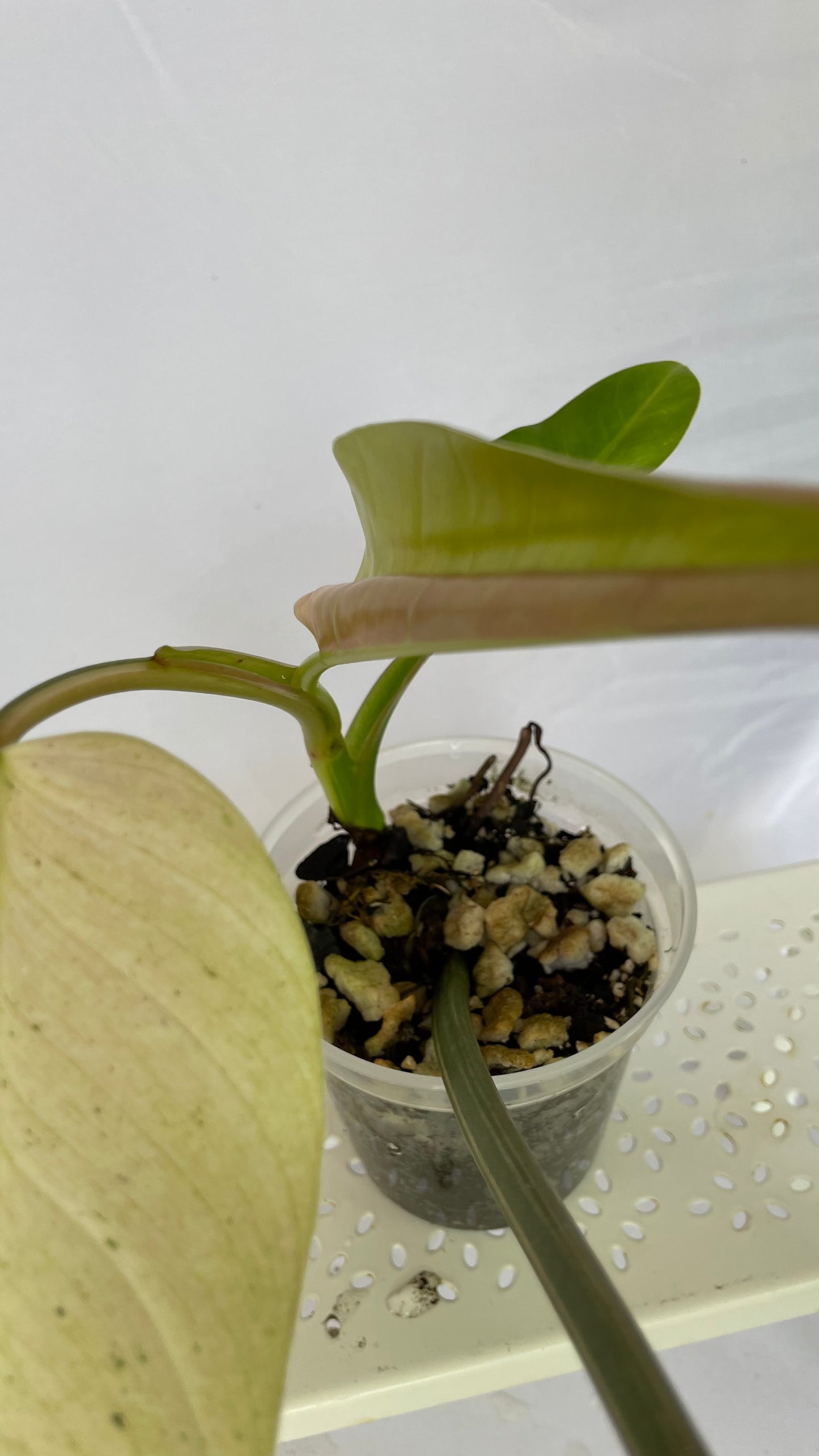 Variegated Philodendron Asian Whipple Way