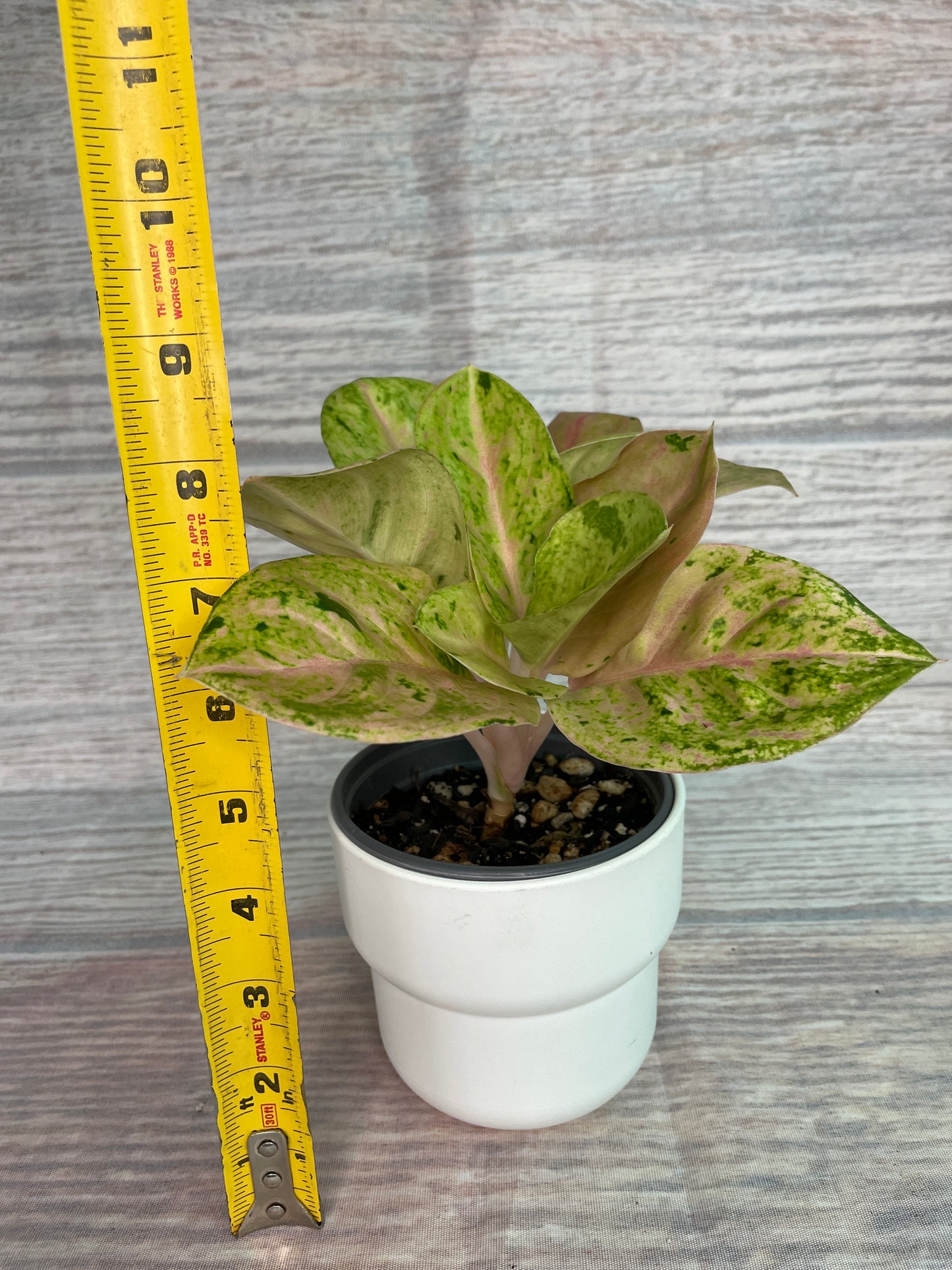 Aglaonema Anyamanee Gold Bracelet from Thailand