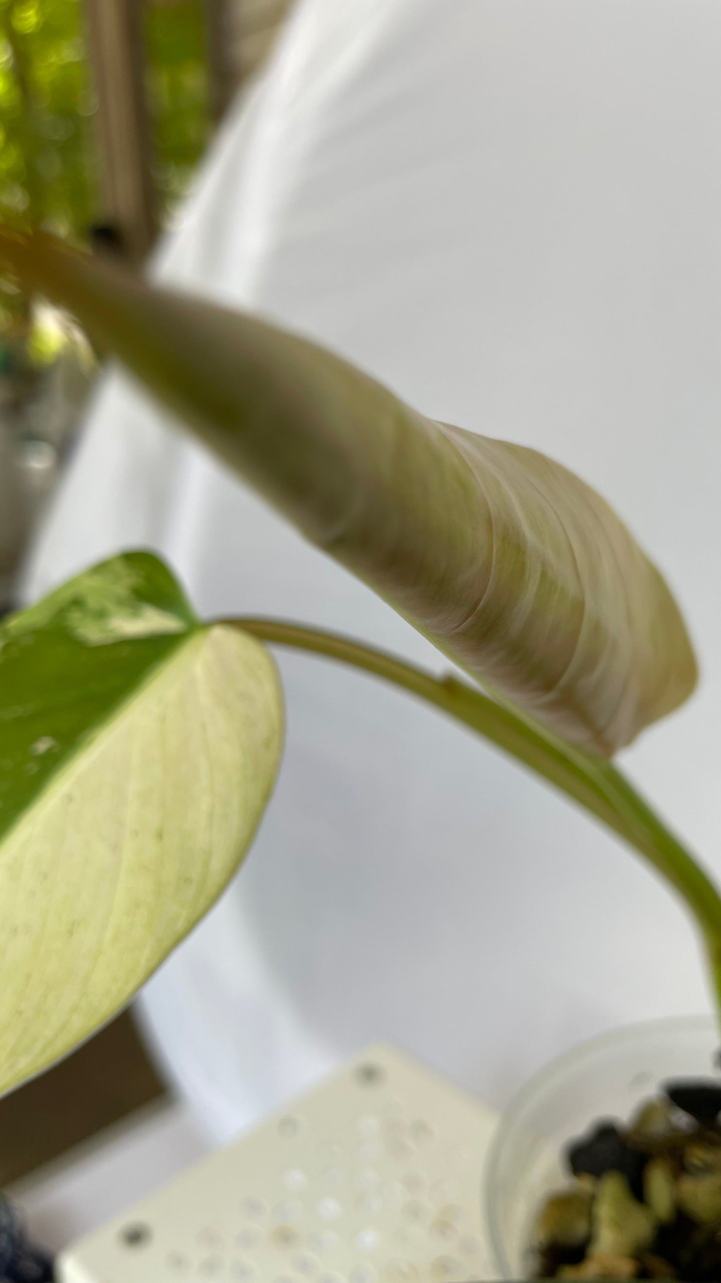 Variegated Philodendron Asian Whipple Way