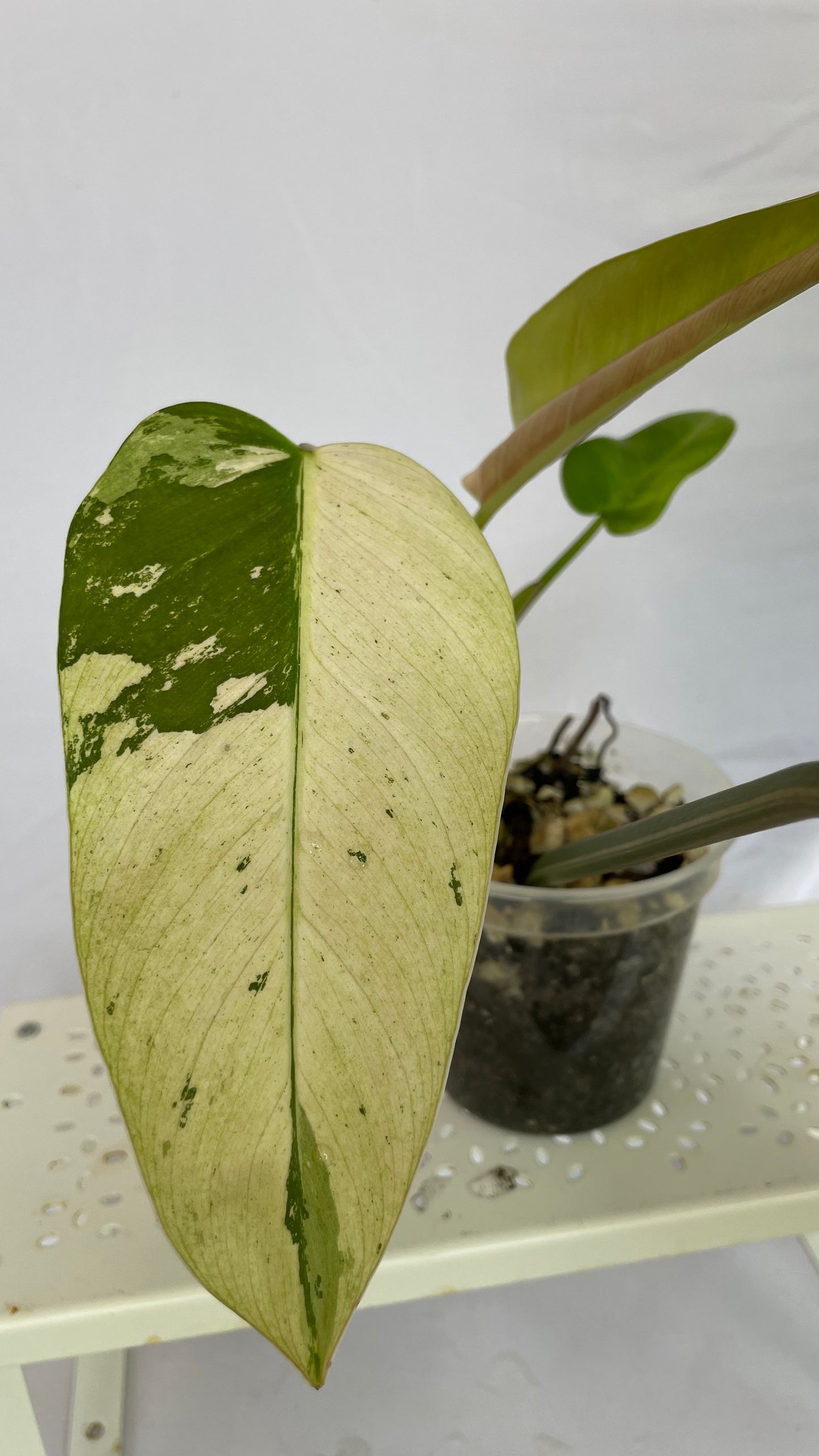 Variegated Philodendron Asian Whipple Way