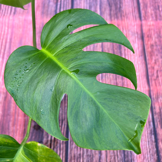 Monstera Green on Green Borsigiana