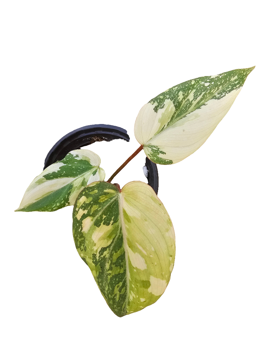 Variegated Philodendron Gloriosum
