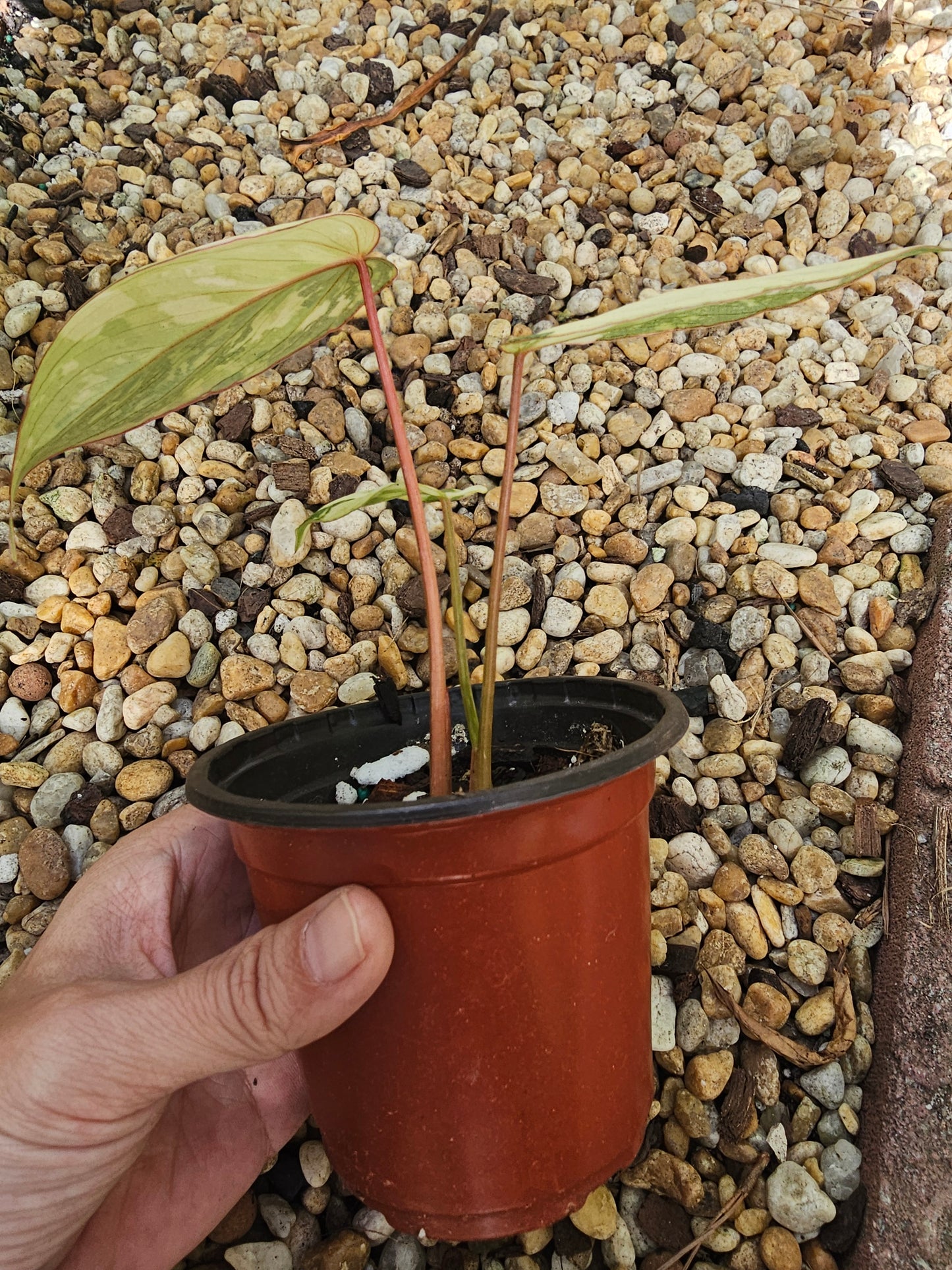 Variegated Philodendron Gloriosum