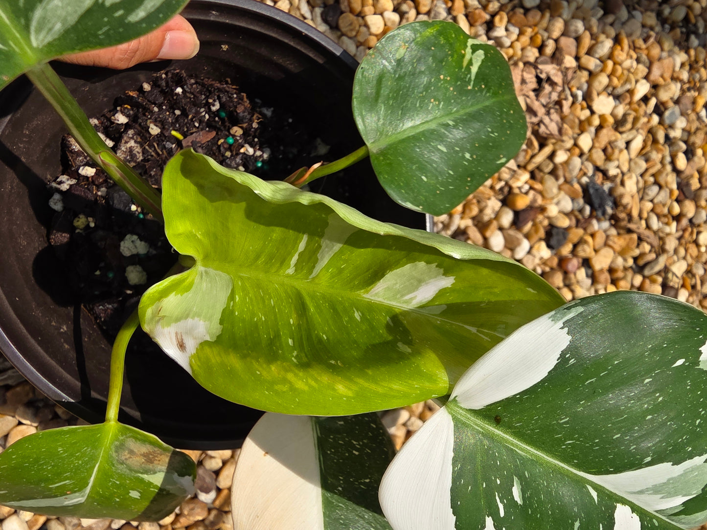 Philodendron White Princess