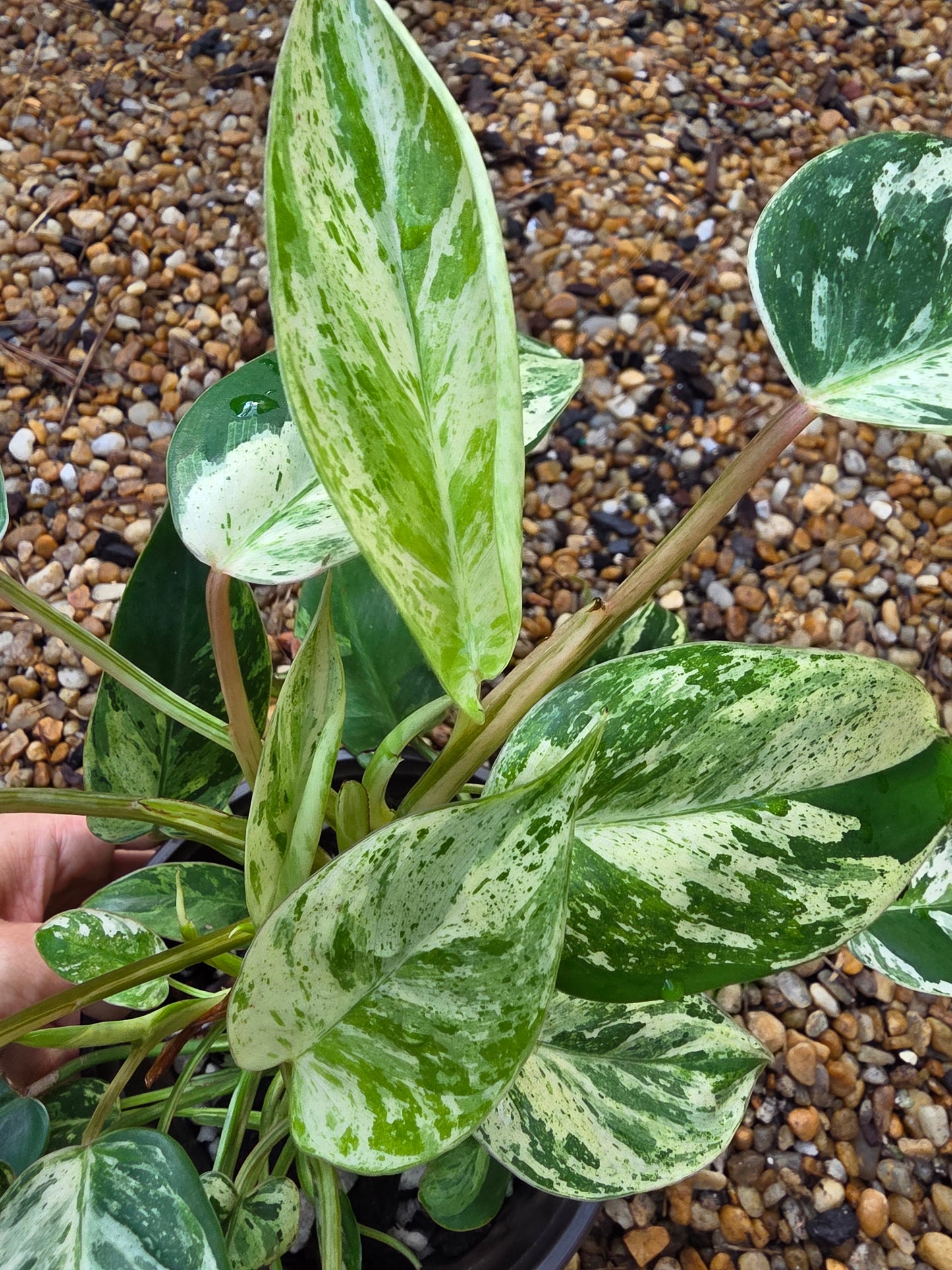 Variegated Philodendron Emerald Queen