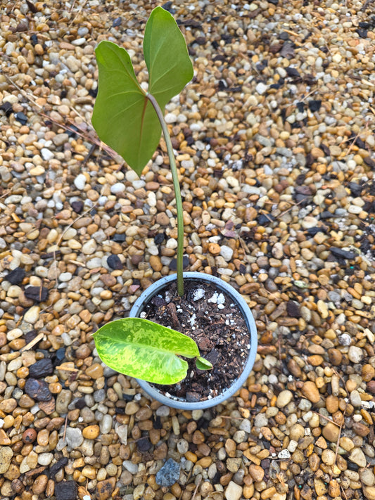 Variegated Philodendron Ilsemanii