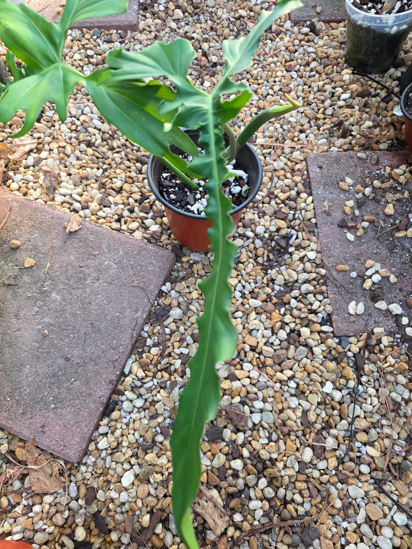 Philodendron Belle Isle (Florida Beauty x Bobcee)