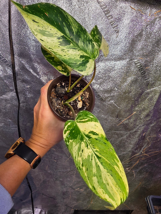 Variegated Philodendron Emerald Queen