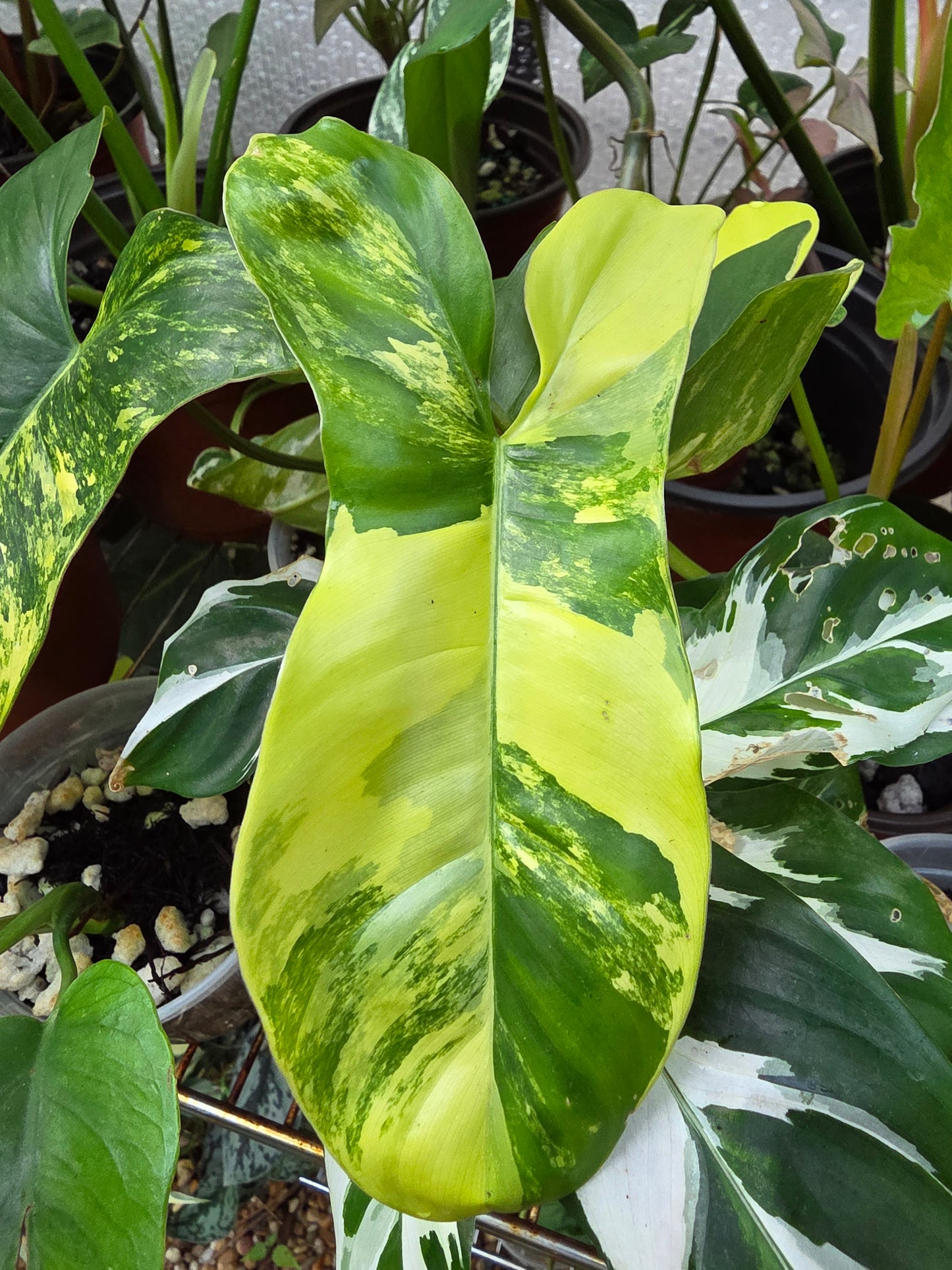 Philodendron Florida Beauty x Paraiso Verde