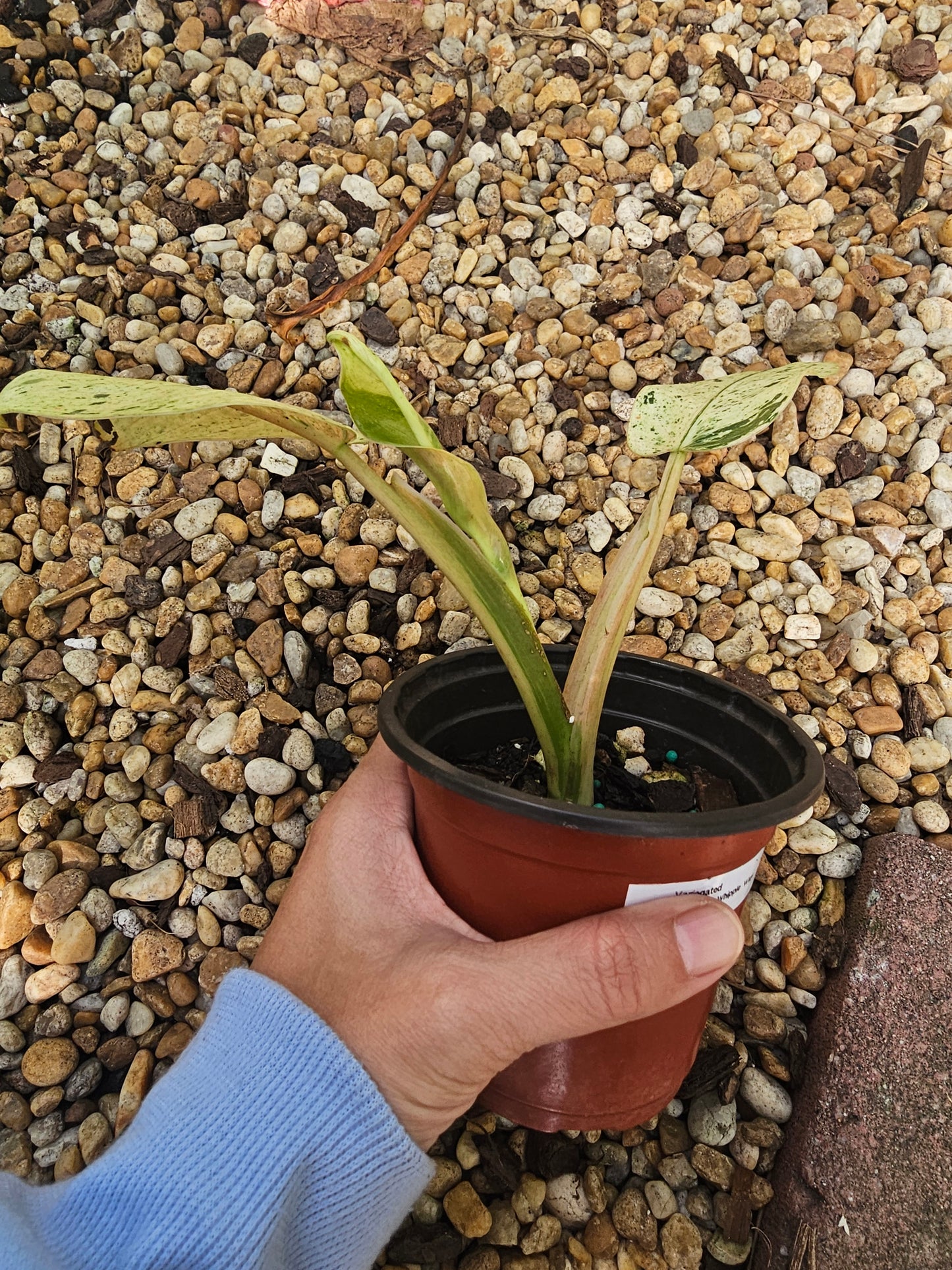 Philodendron Asian Whipple Way