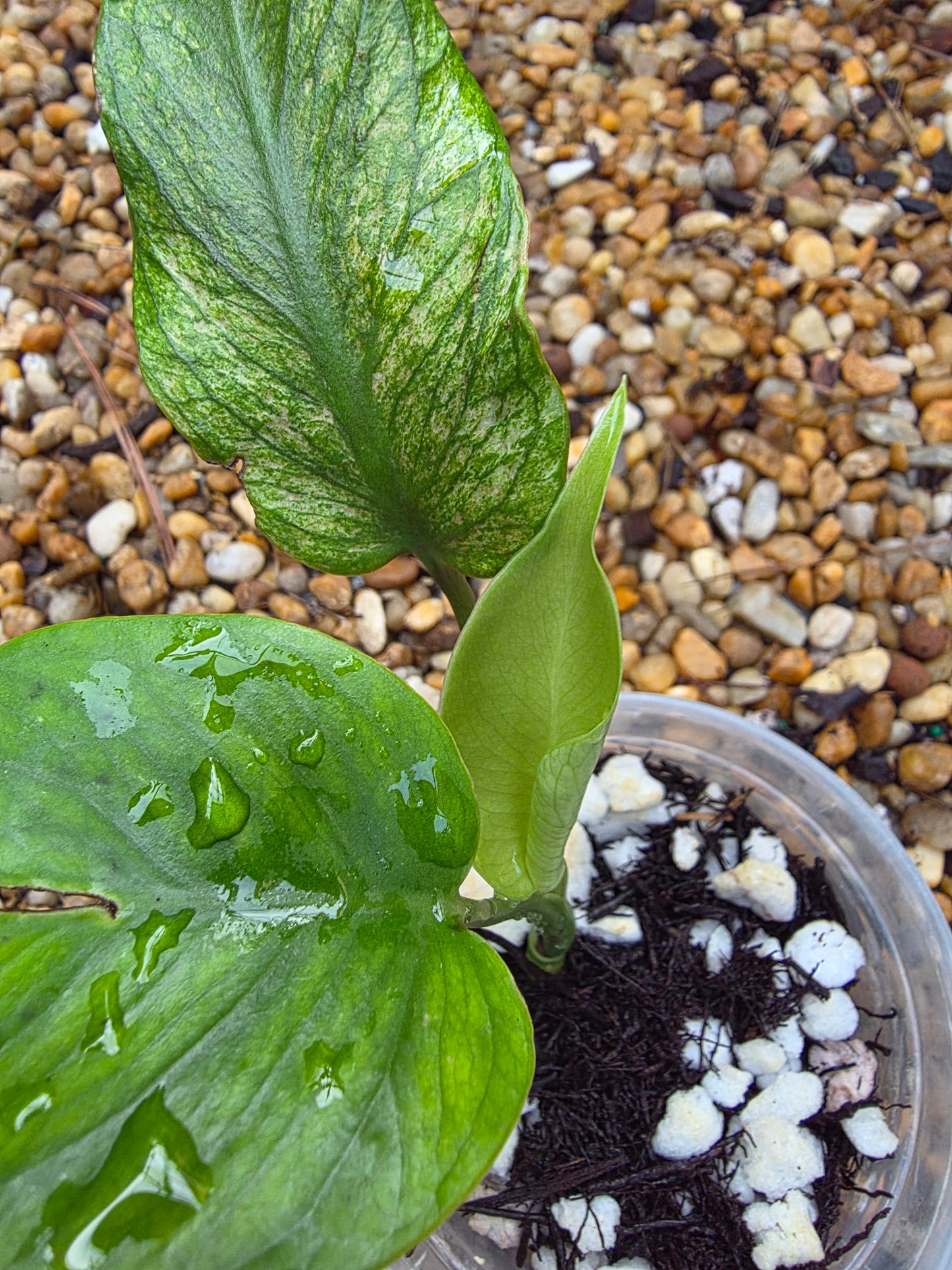 Monstera Devil Monster (prop)