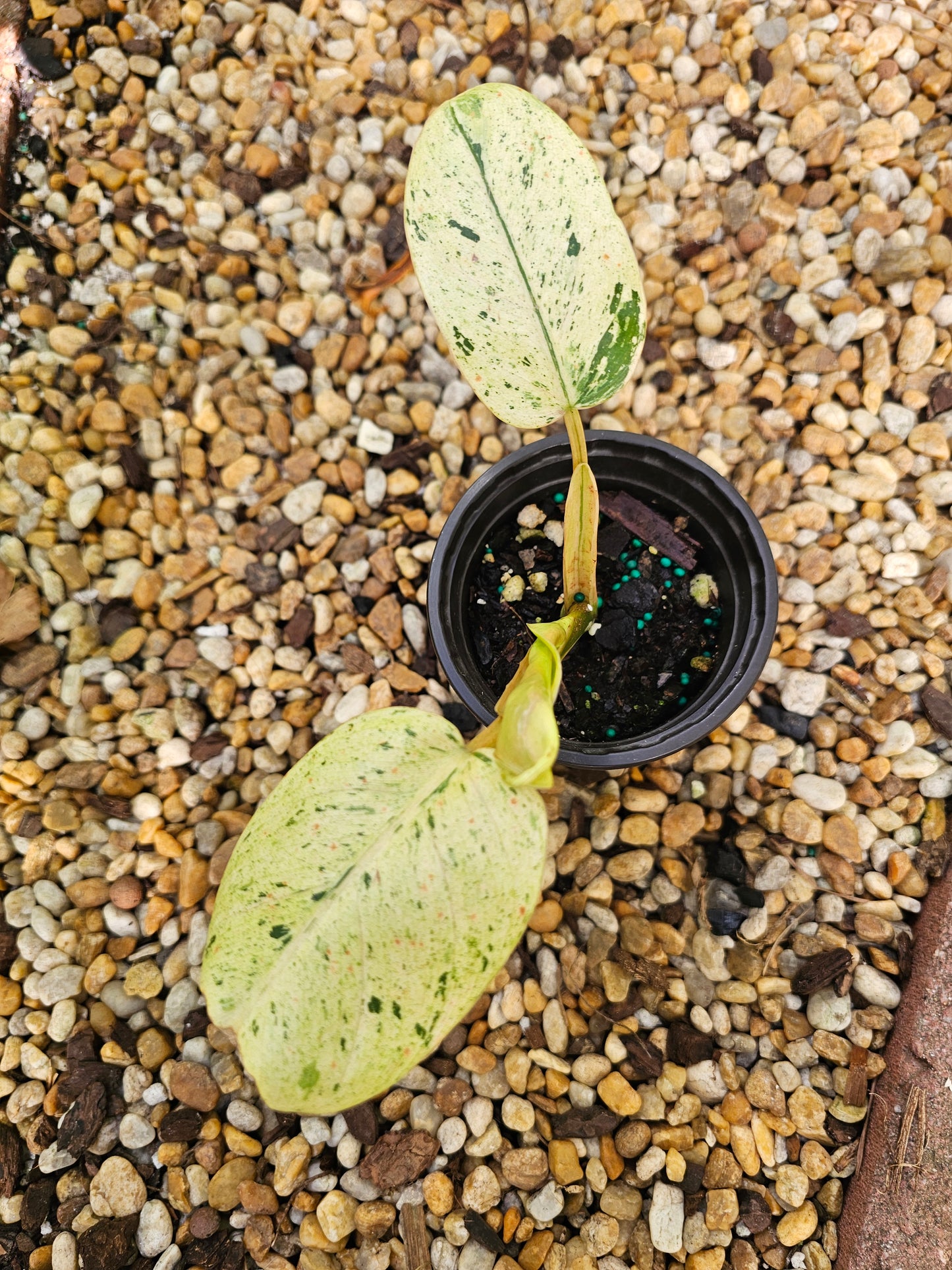 Philodendron Asian Whipple Way