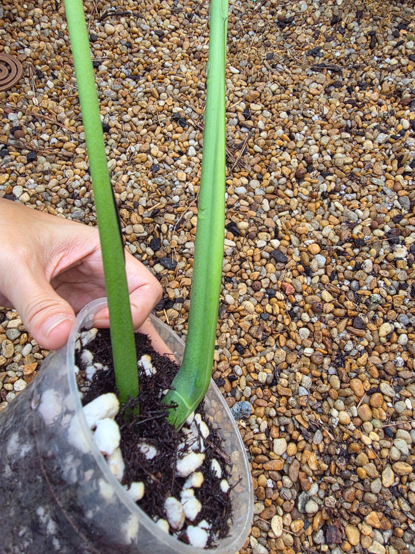 Monstera Form 6