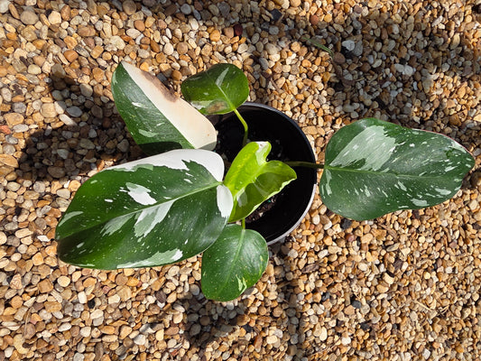 Philodendron White Princess