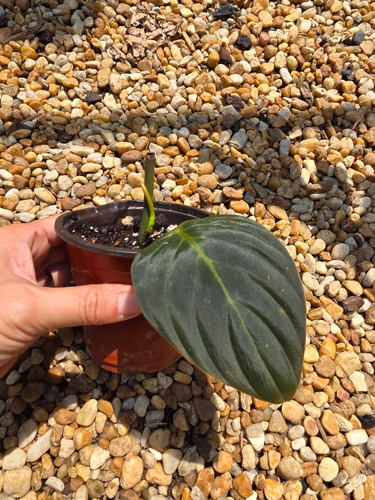 Philodendron Gigas