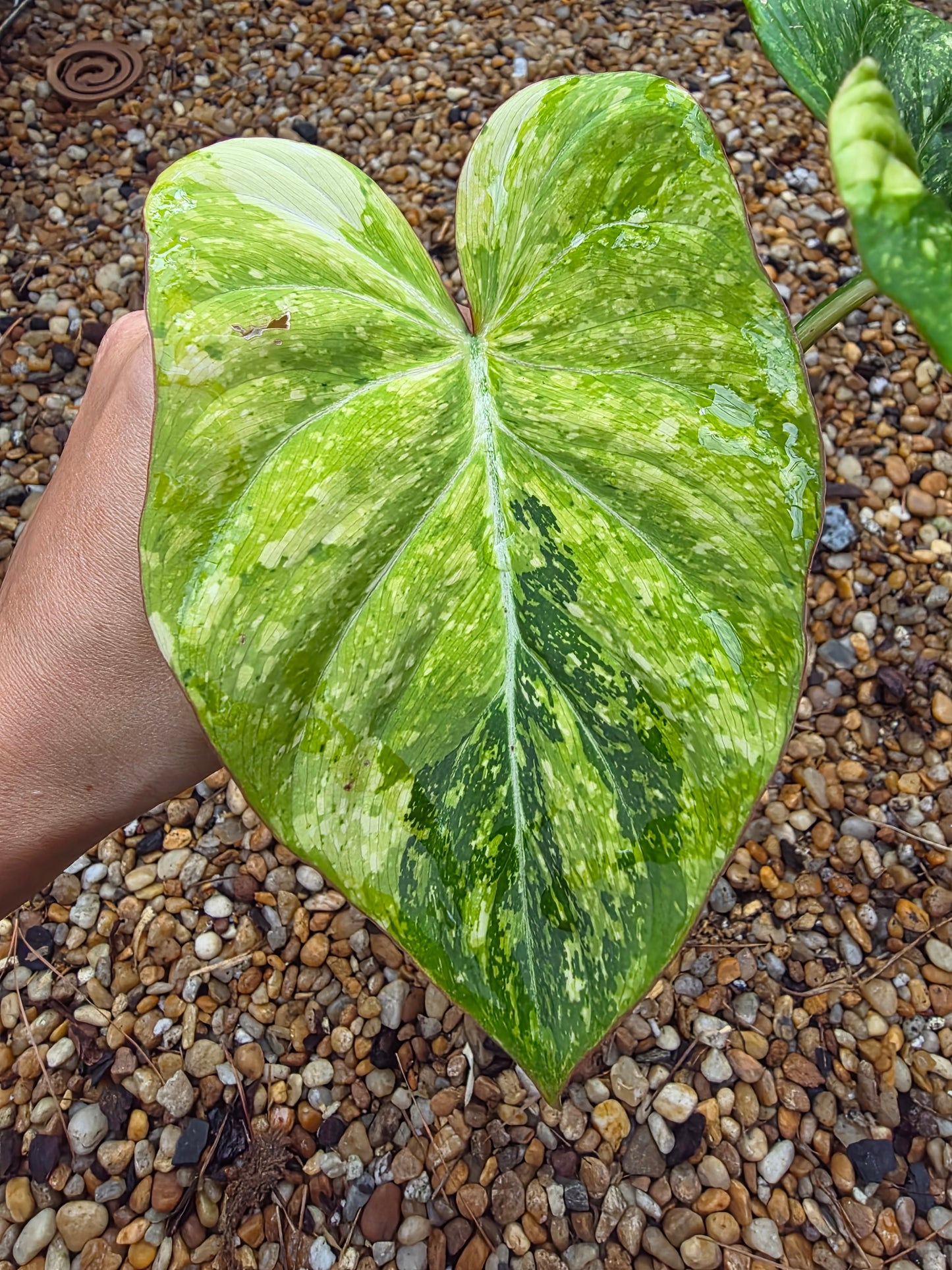 Variegated Philodendron Gloriosum