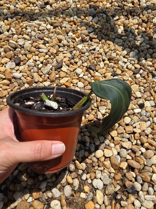 Philodendron Gigas