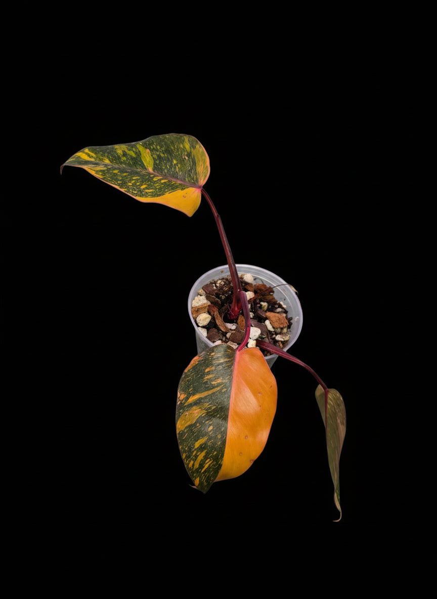Variegated Philodendron Orange Princess Galaxy – Plants by