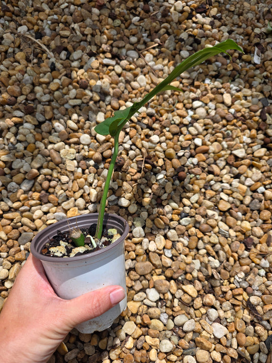 Variegated Rhaphidophora Bon Budo