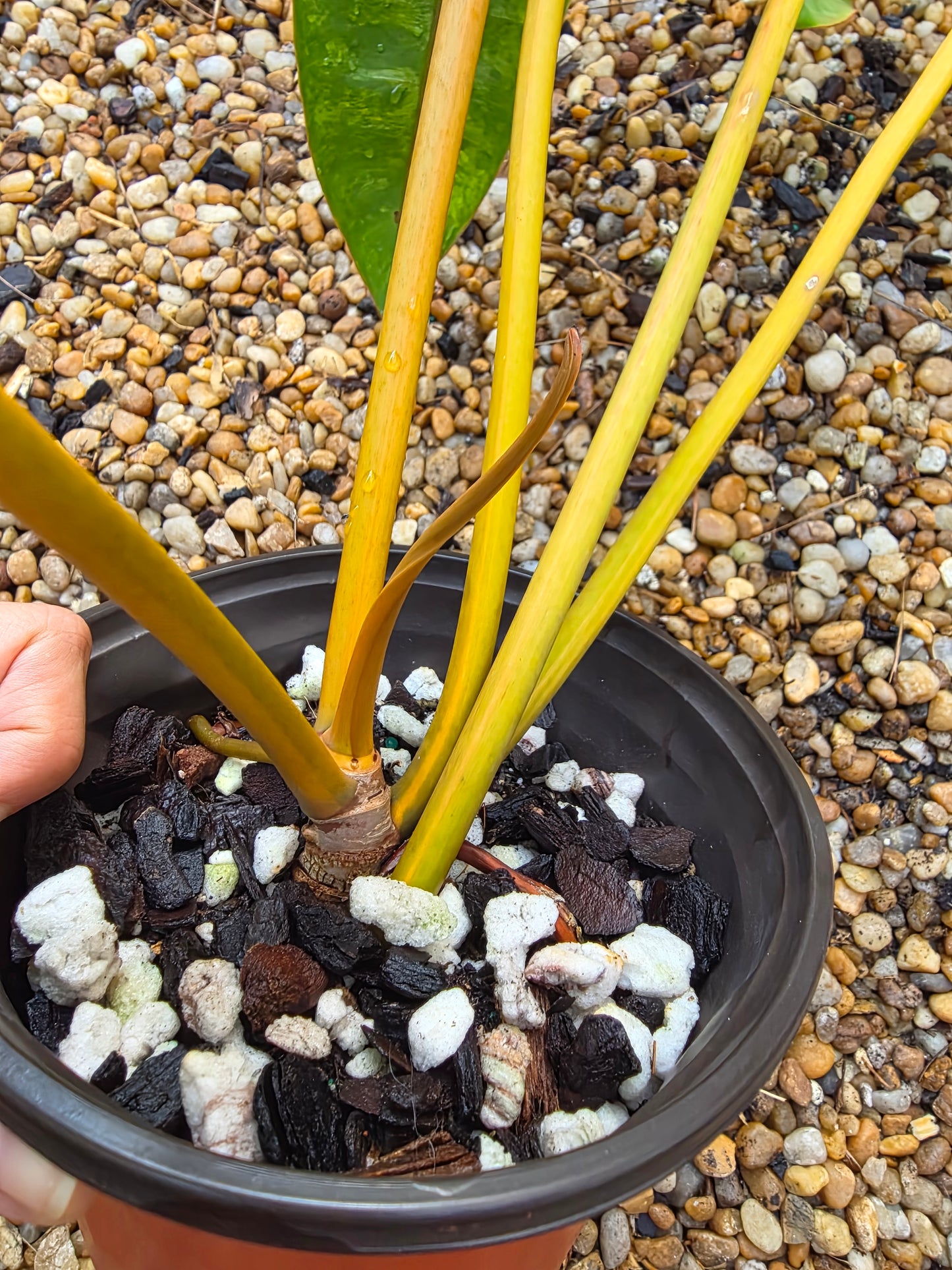 Variegated Philodendron Billietiae