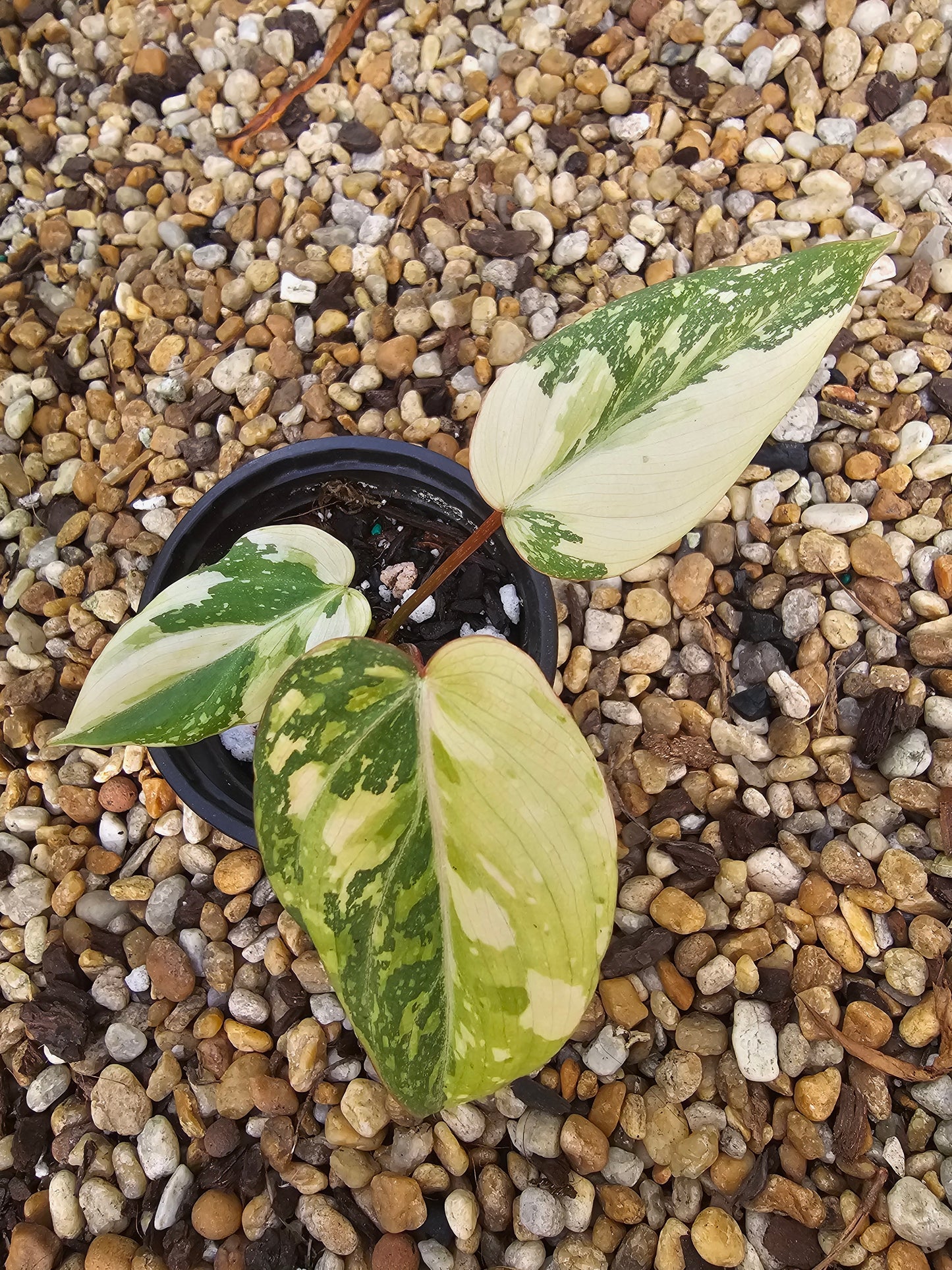Variegated Philodendron Gloriosum