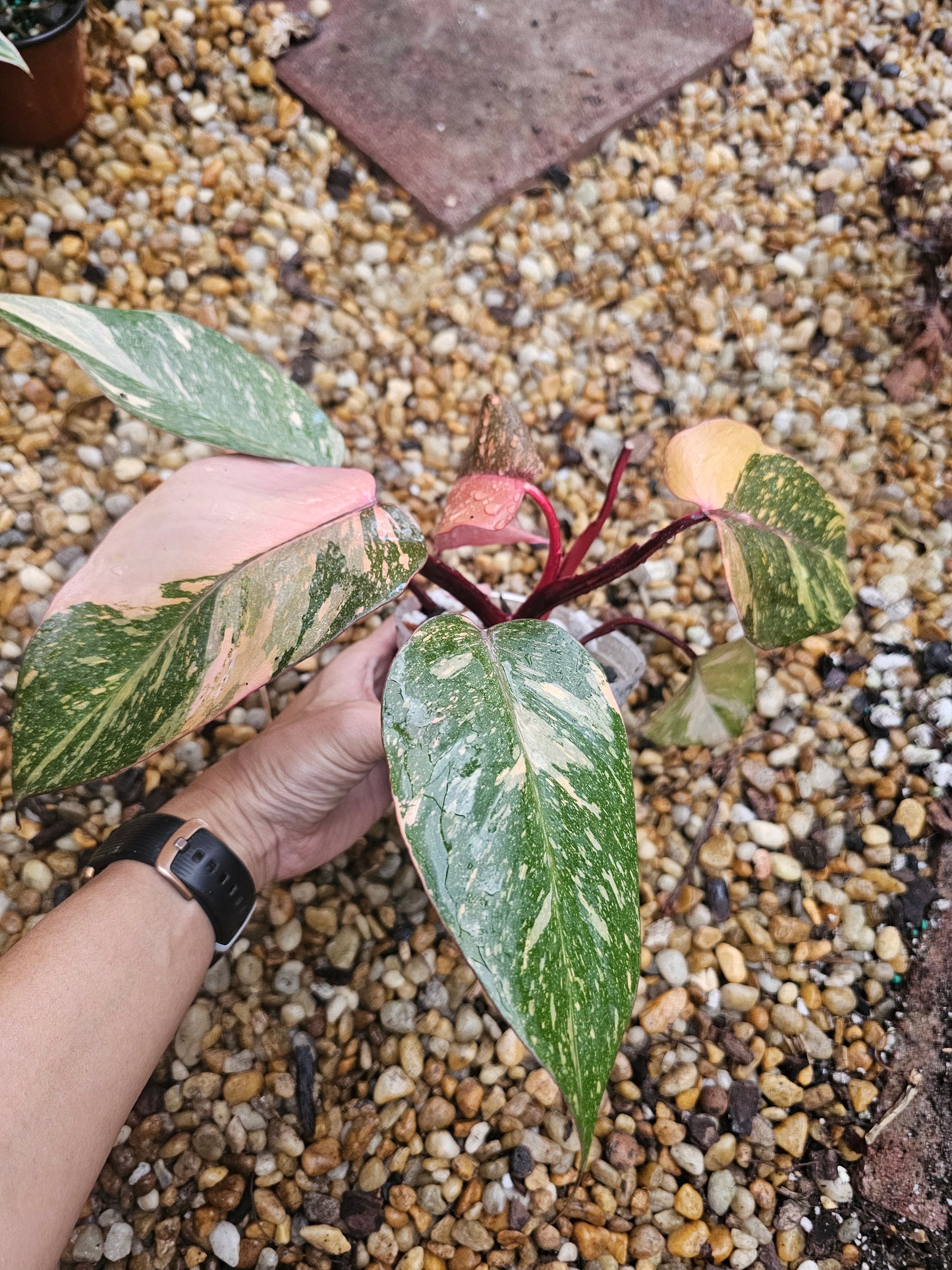 Philodendron Orange Princess Galaxy