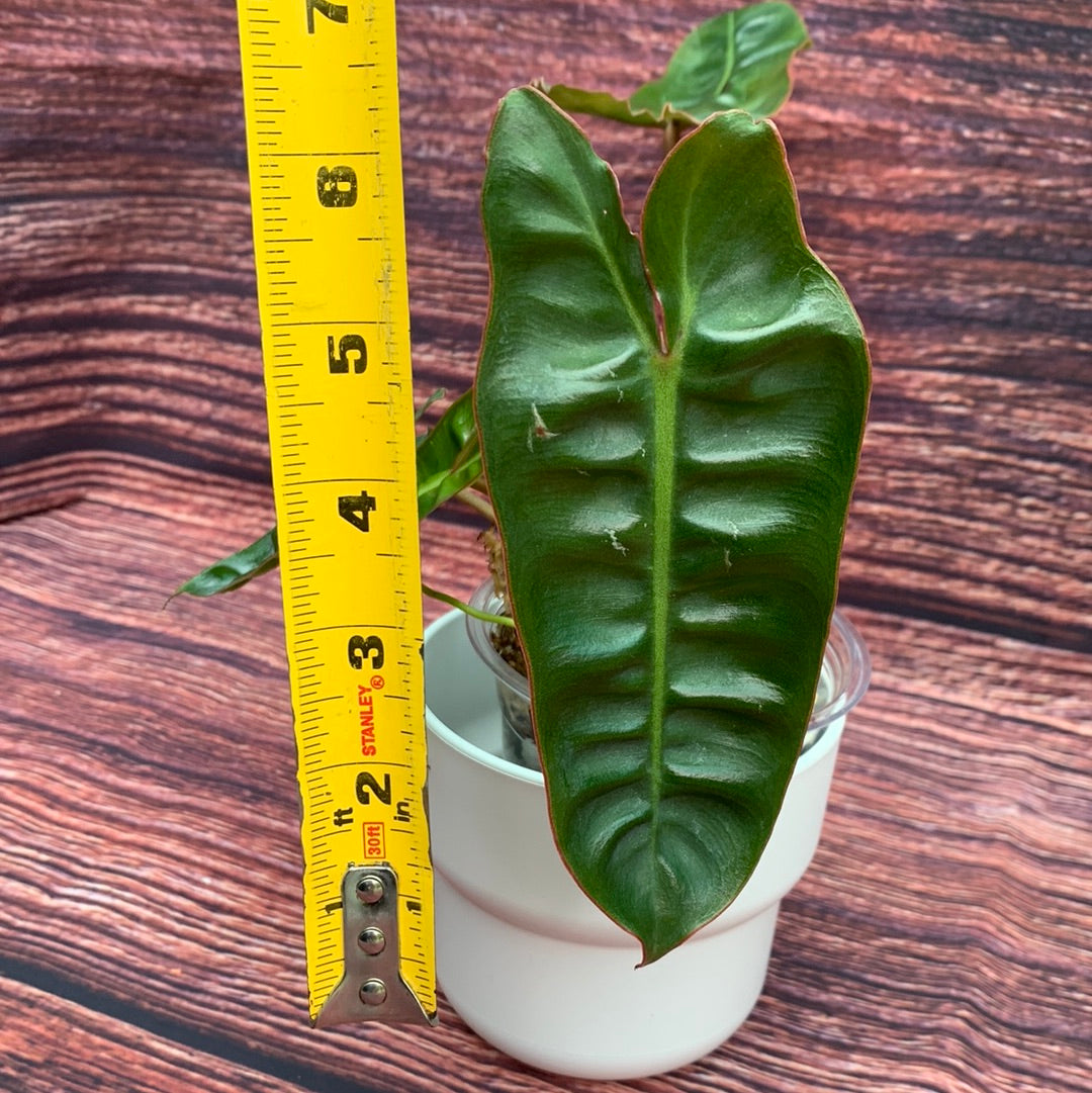 Philodendron Billietiae