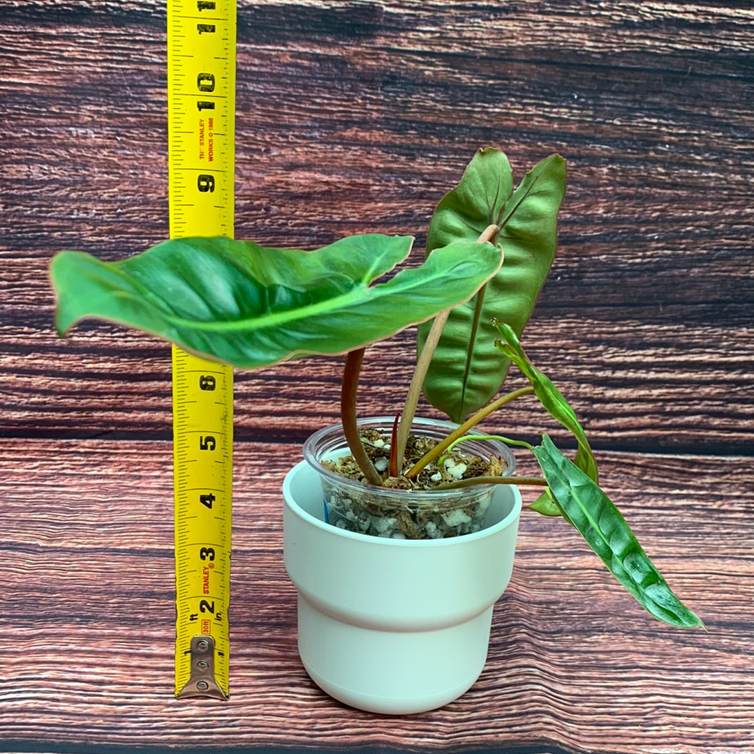 Philodendron Billietiae