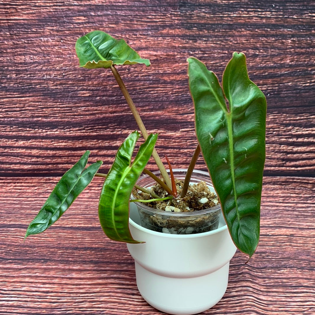 Philodendron Billietiae