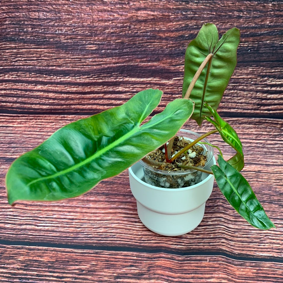 Philodendron Billietiae