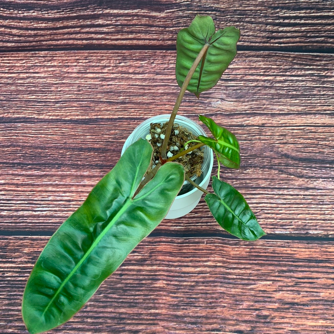 Philodendron Billietiae