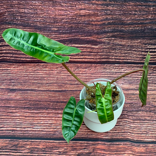 Philodendron Billietiae